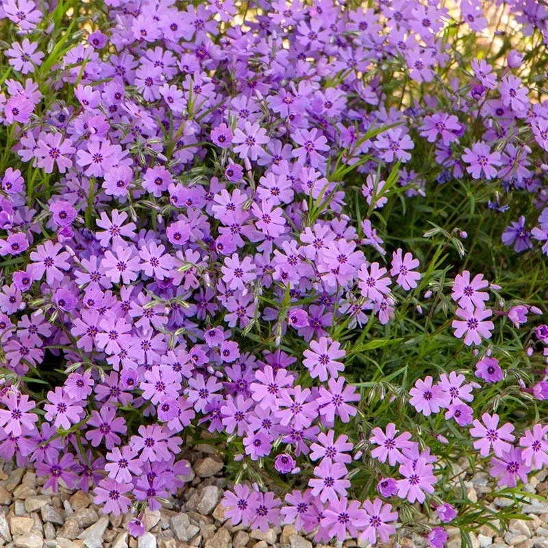 purple-beauty-creeping-phlox Purple Beauty Creeping Phlox