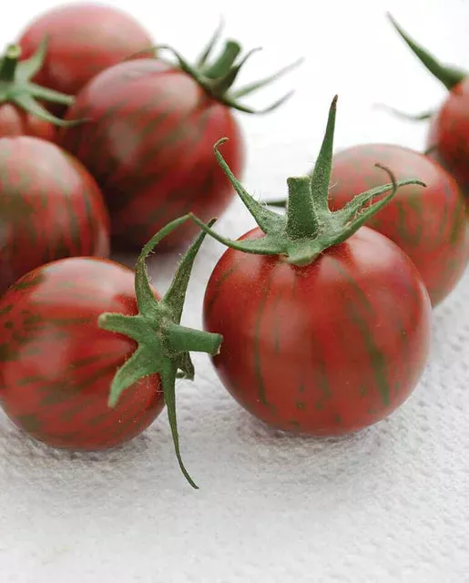 Purple Bumble Bee Organic Tomato