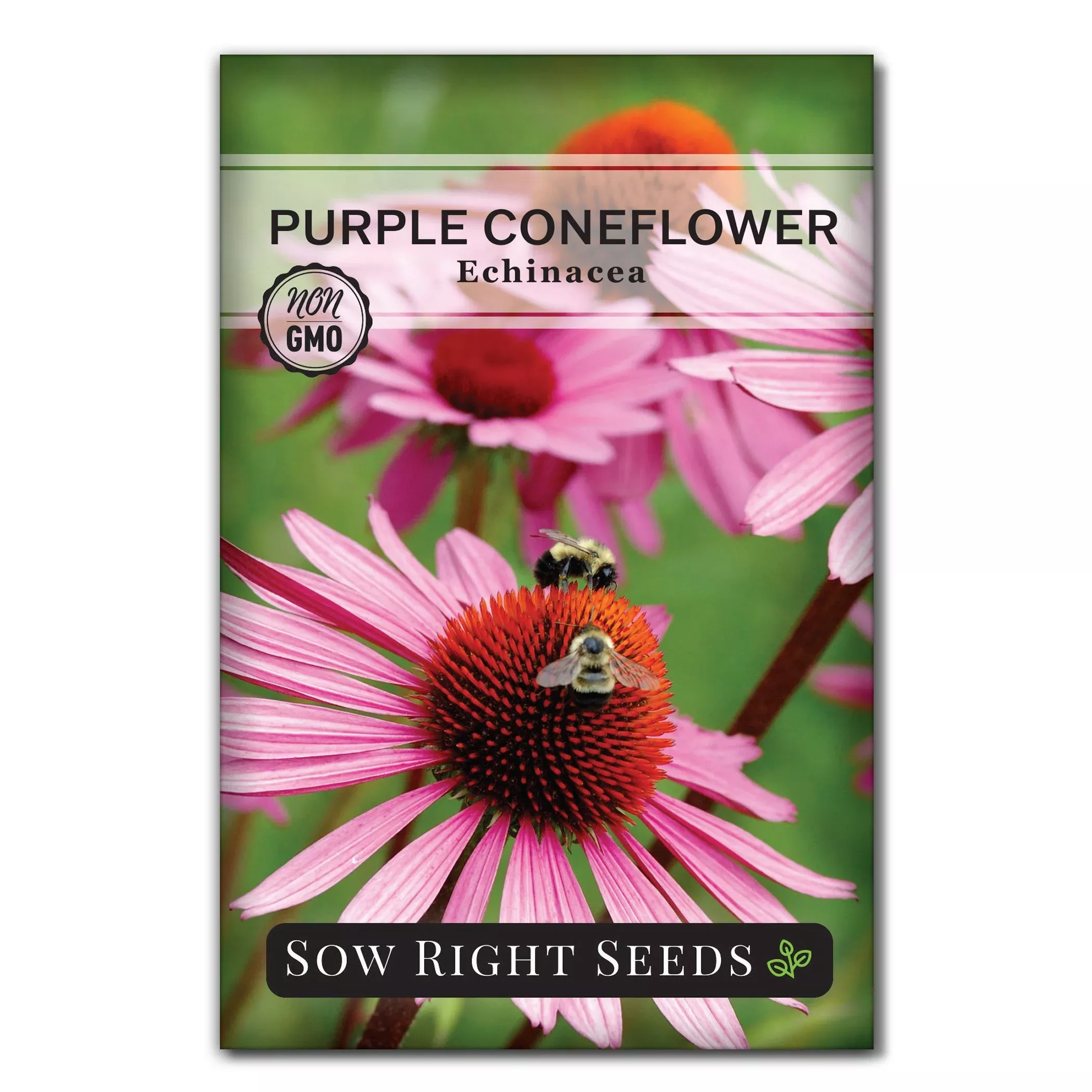 purple-coneflower-seeds Purple Coneflower Seeds