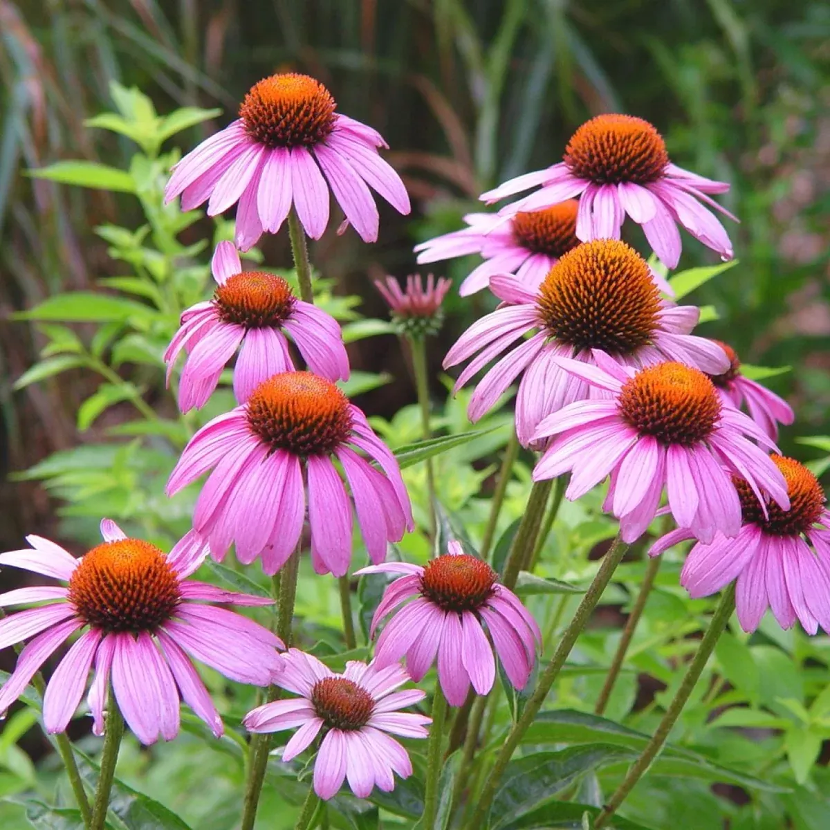 purple-coneflower Purple Coneflower