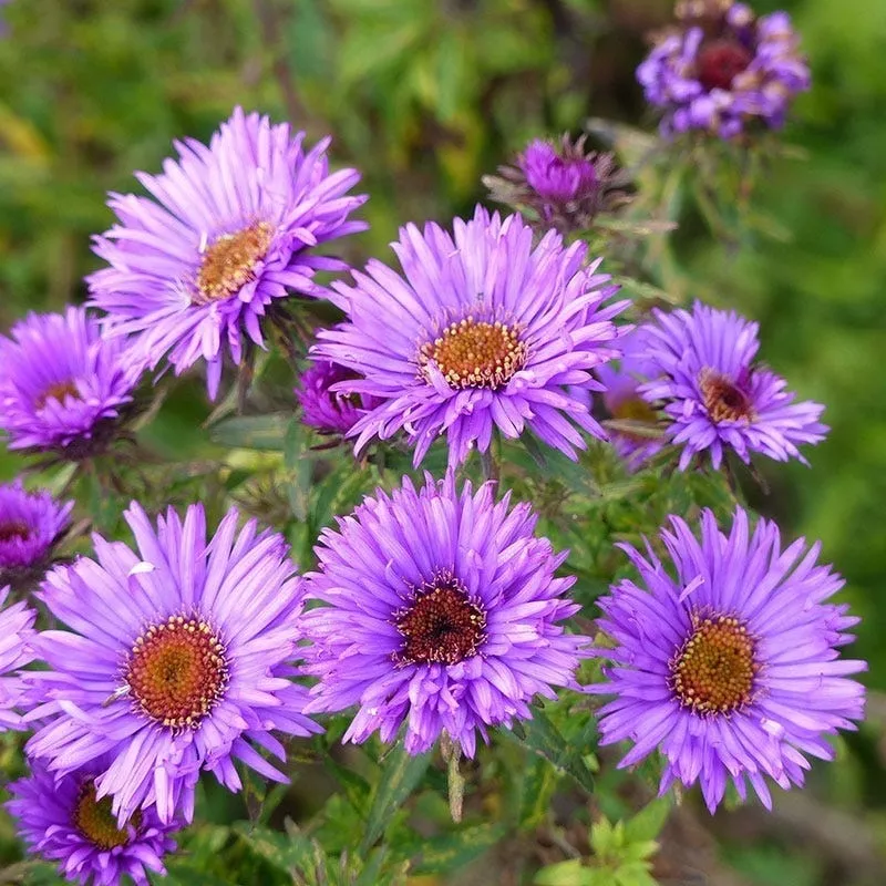 purple-dome-new-england-aster Purple Dome New England Aster