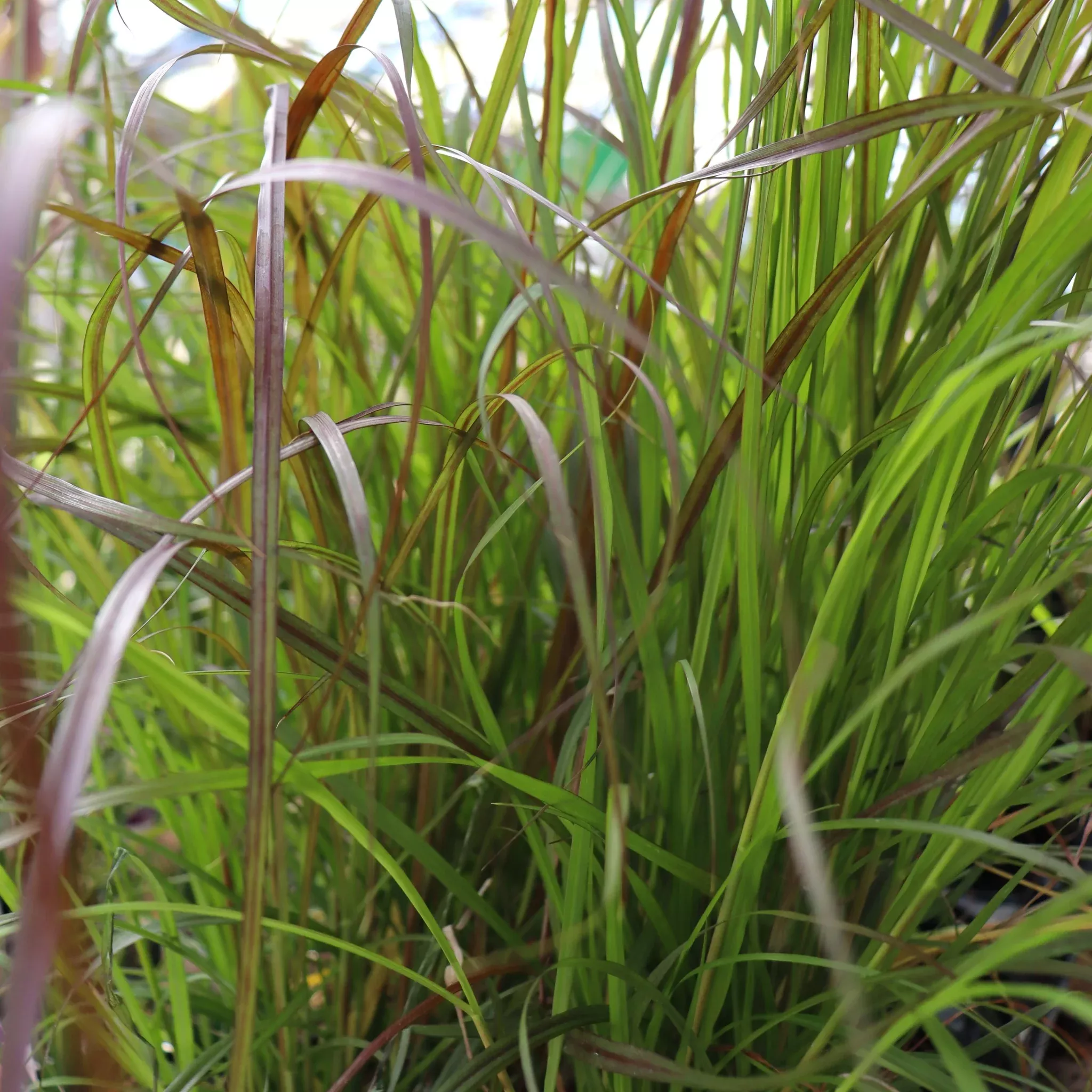 Purple Fountain Grass