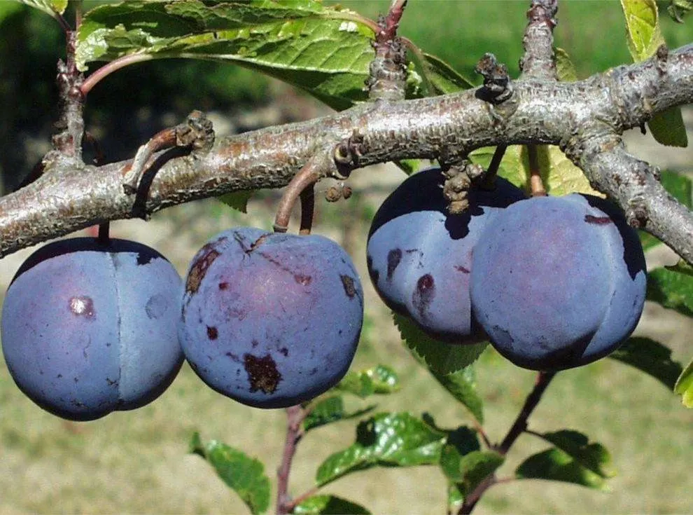 purple-gage-european-plum Purple Gage European Plum
