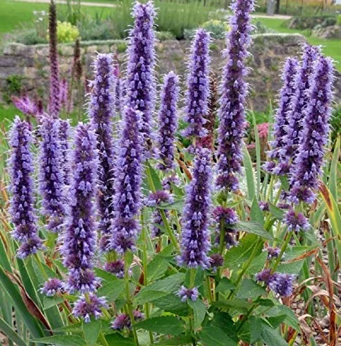 purple-giant-hyssop Purple Giant Hyssop