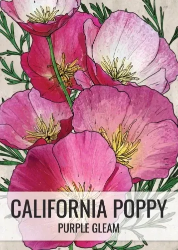 Purple Gleam California Poppy Seeds For Planting (Eschscholzia californica)