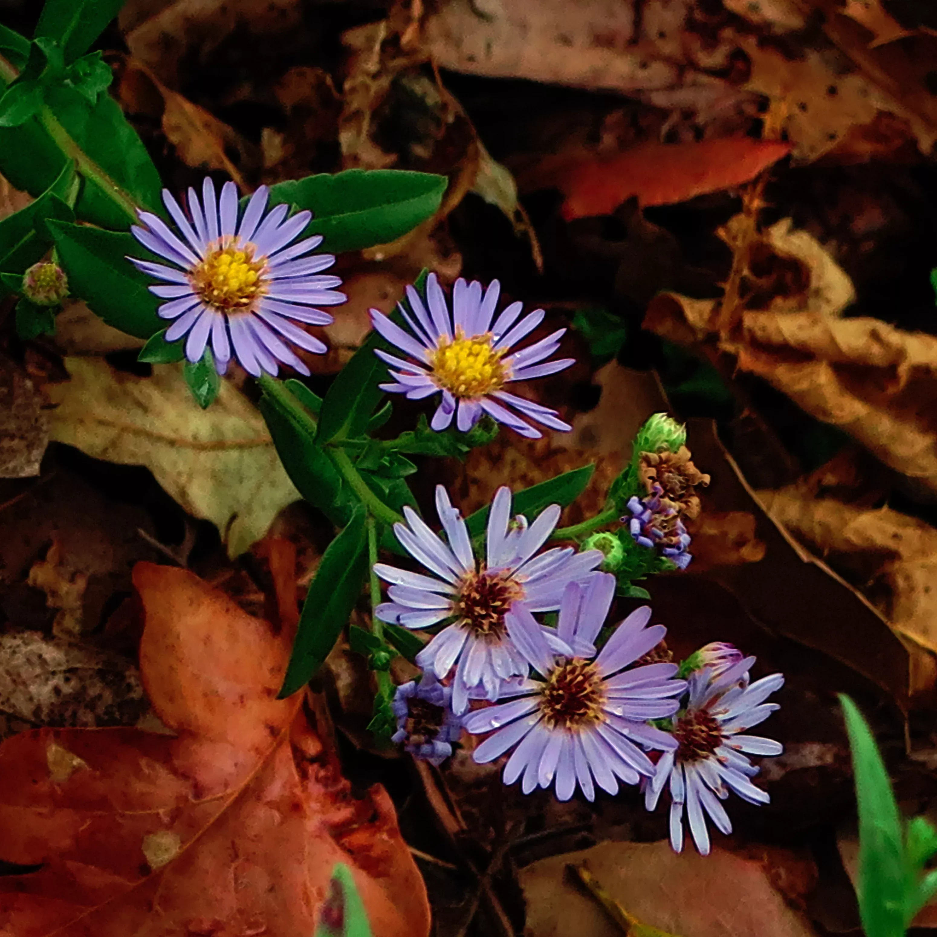 purple-haze-coast-aster Purple Haze Coast Aster