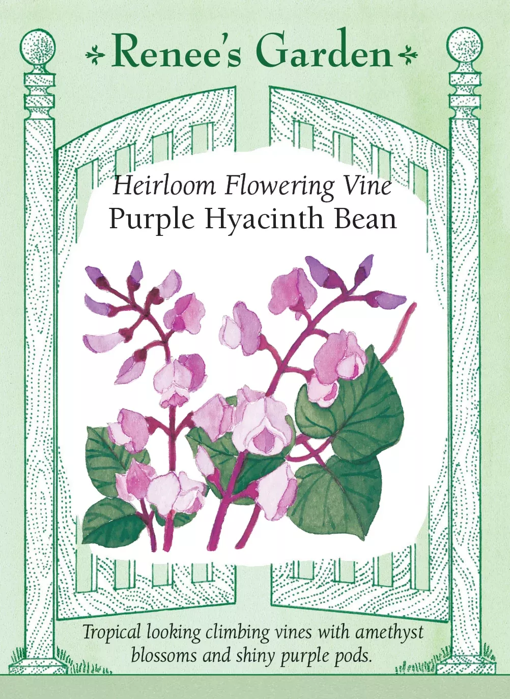 purple-hyacinth-bean Purple Hyacinth Bean