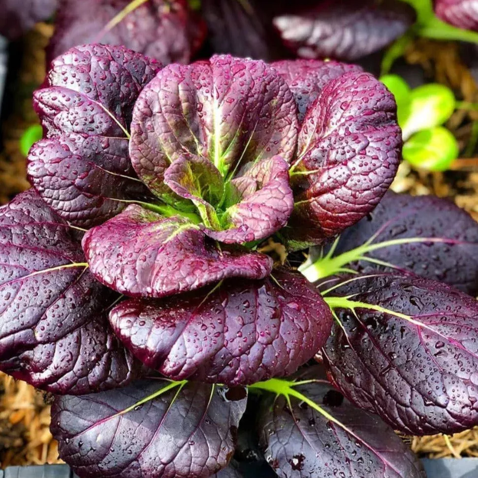 purple-lady-bok-choy Purple Lady Bok Choy
