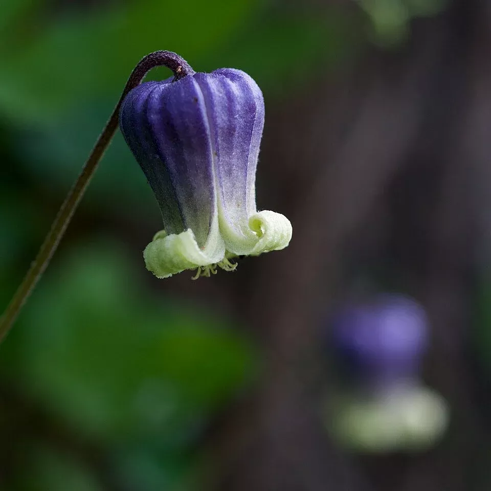 purple-leatherflower Purple Leatherflower