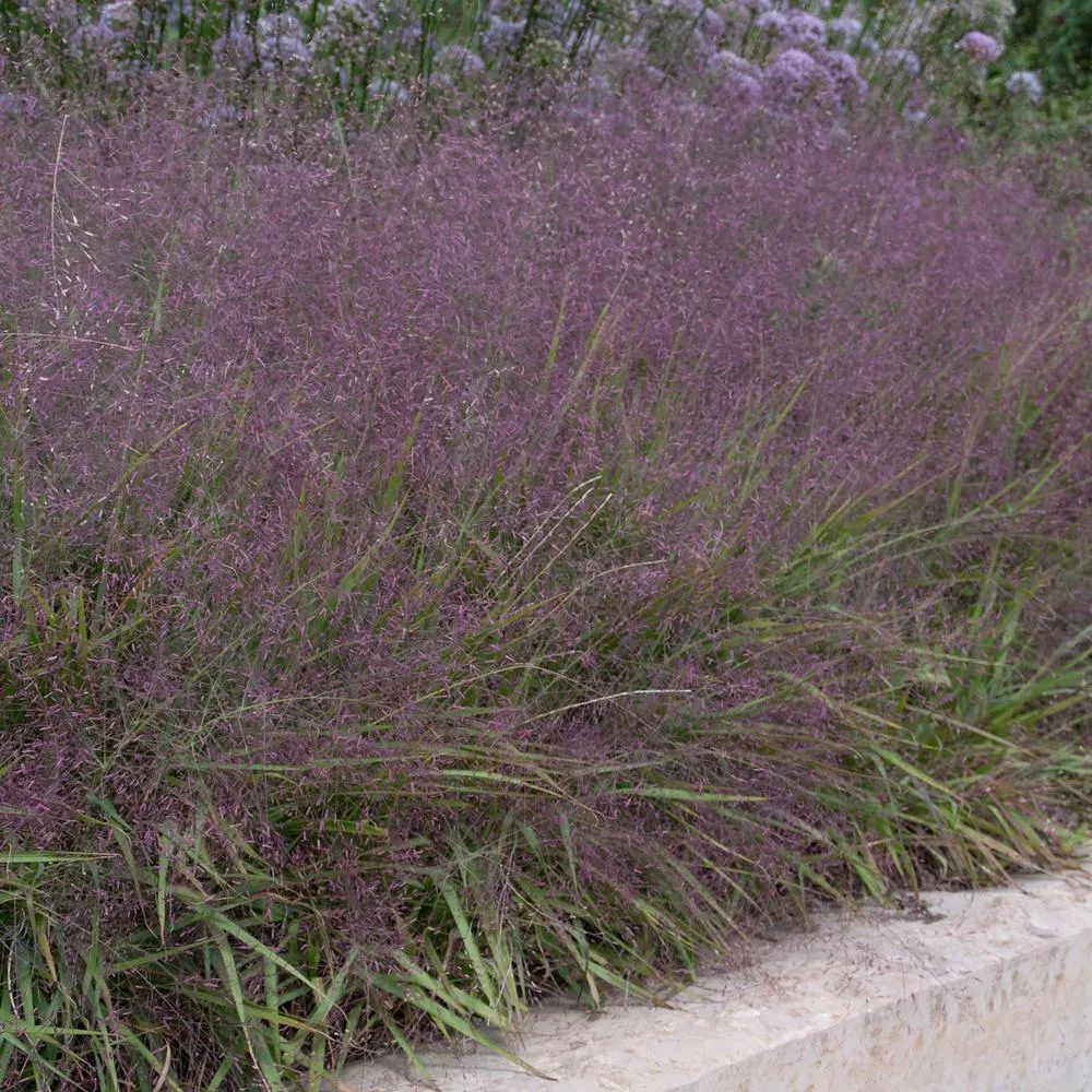 purple-love-grass Purple Love Grass