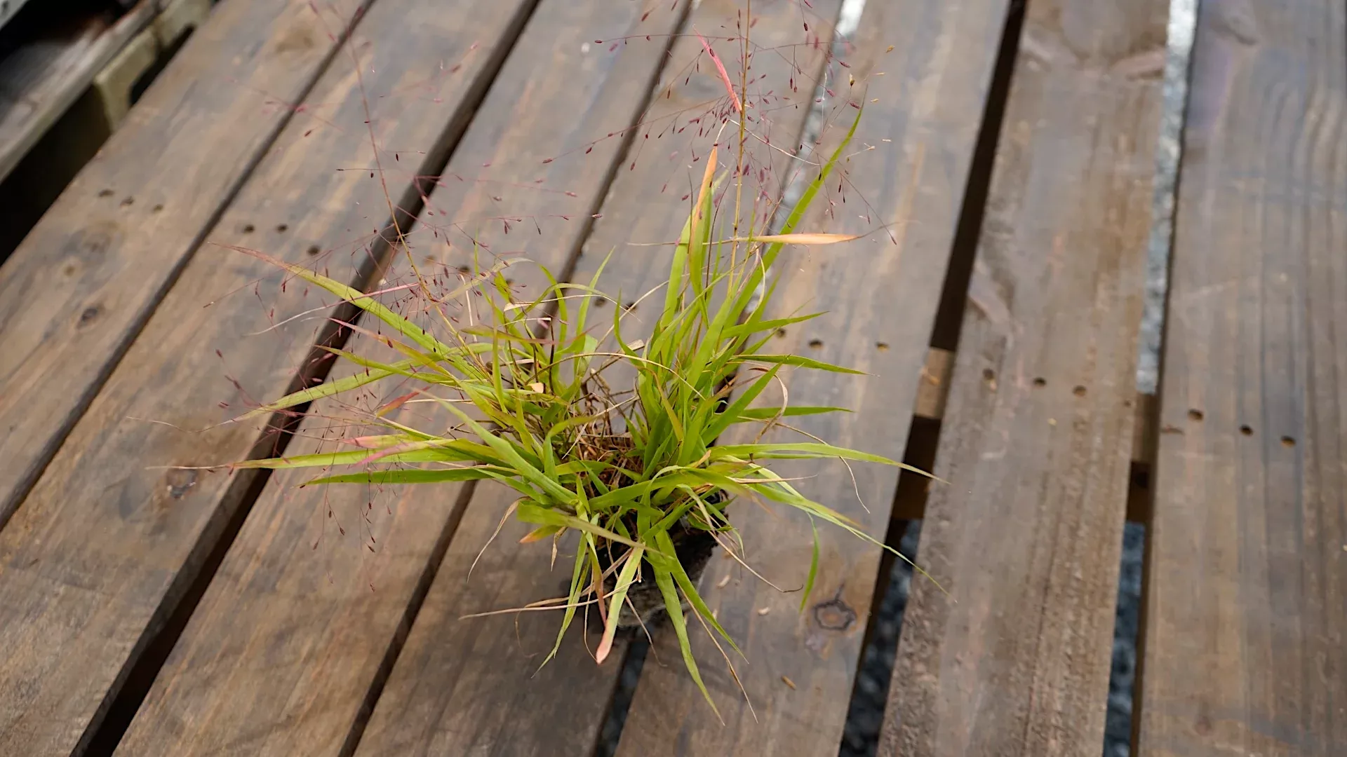 purple-lovegrass Purple Lovegrass