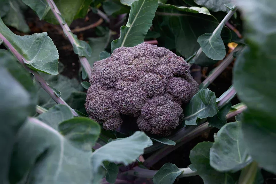 Purple Magic Broccoli