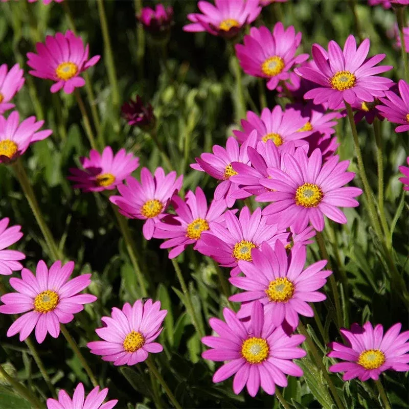purple-mountain-sun-daisy Purple Mountain Sun Daisy
