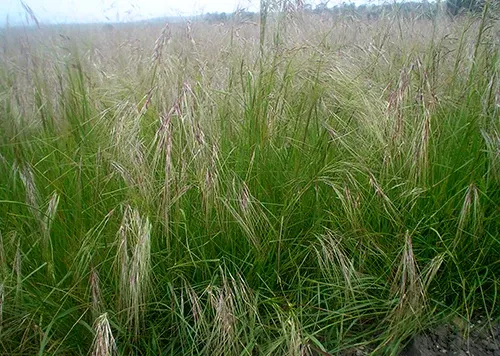 purple-needlegrass Purple Needlegrass