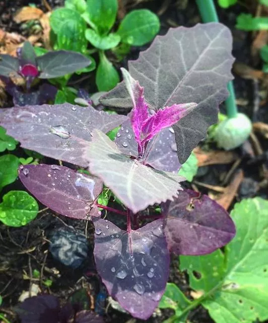 Purple Orach