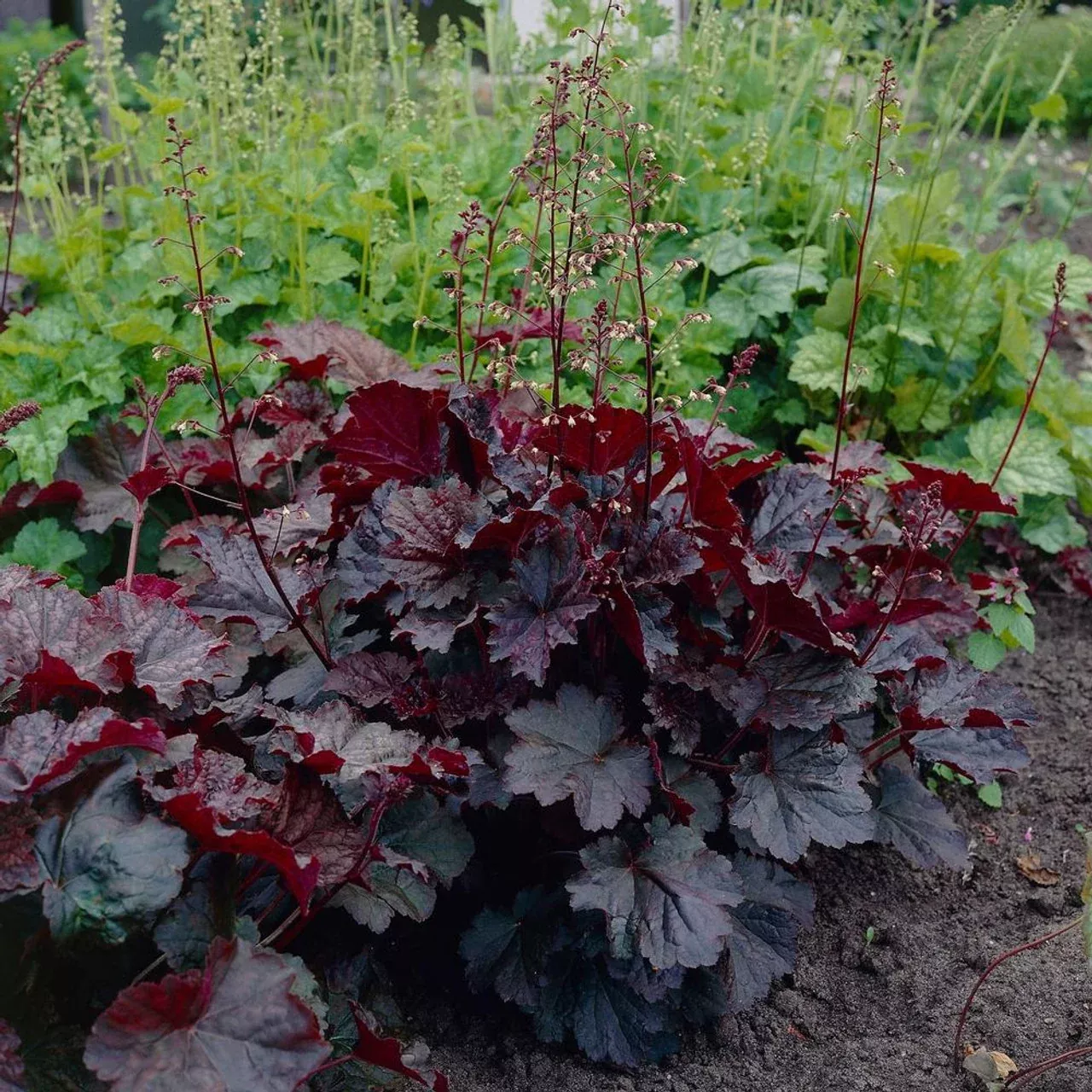 purple-palace-heuchera Purple Palace Heuchera