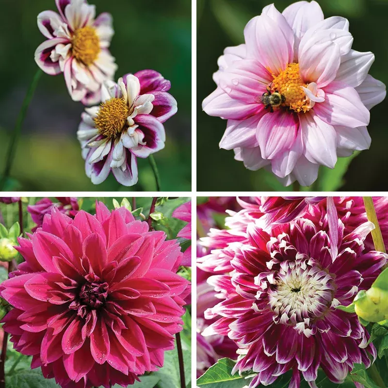 purple-paradise-dahlia-collection Purple Paradise Dahlia Collection