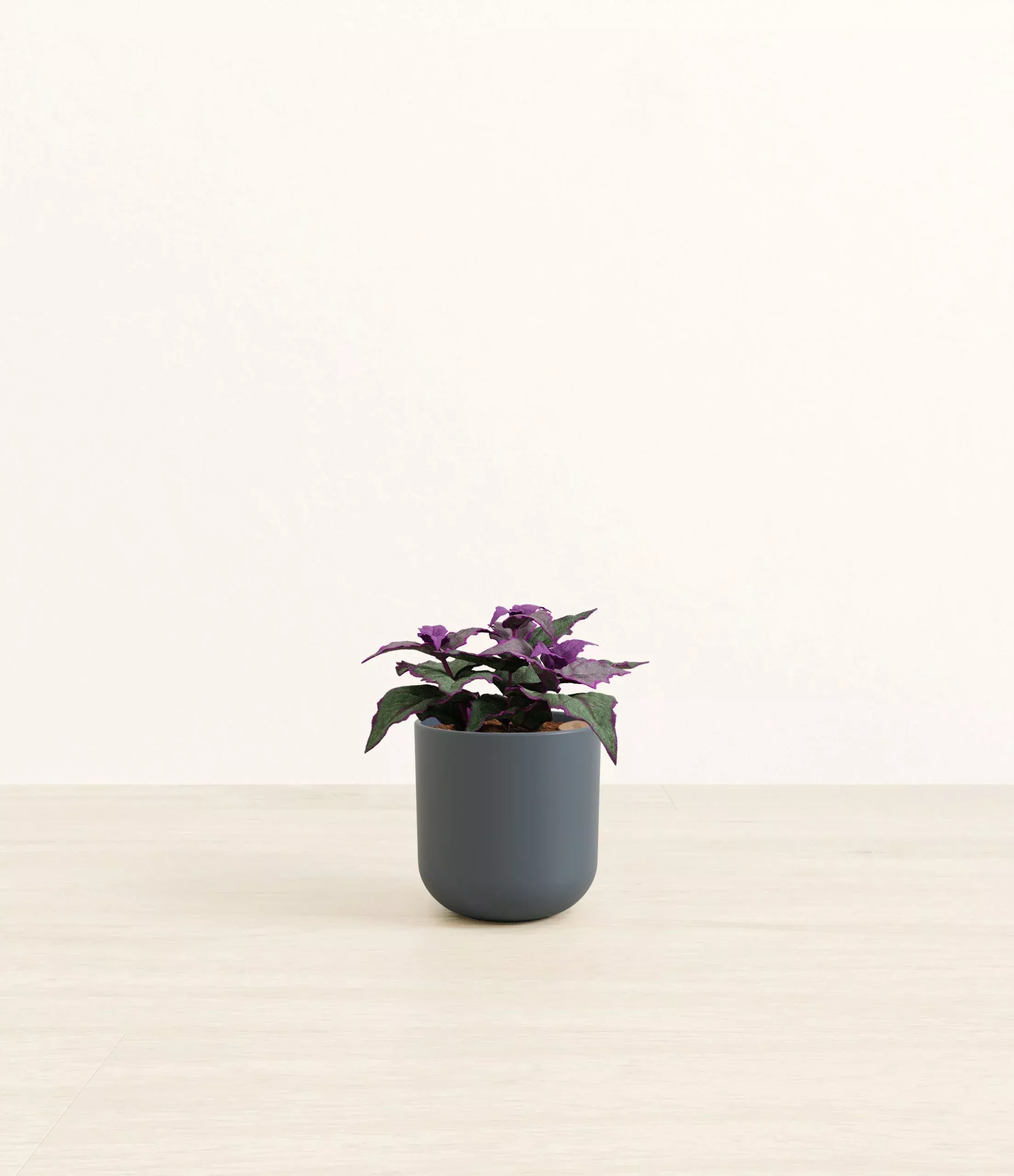 purple-passion-plant Purple Passion Plant
