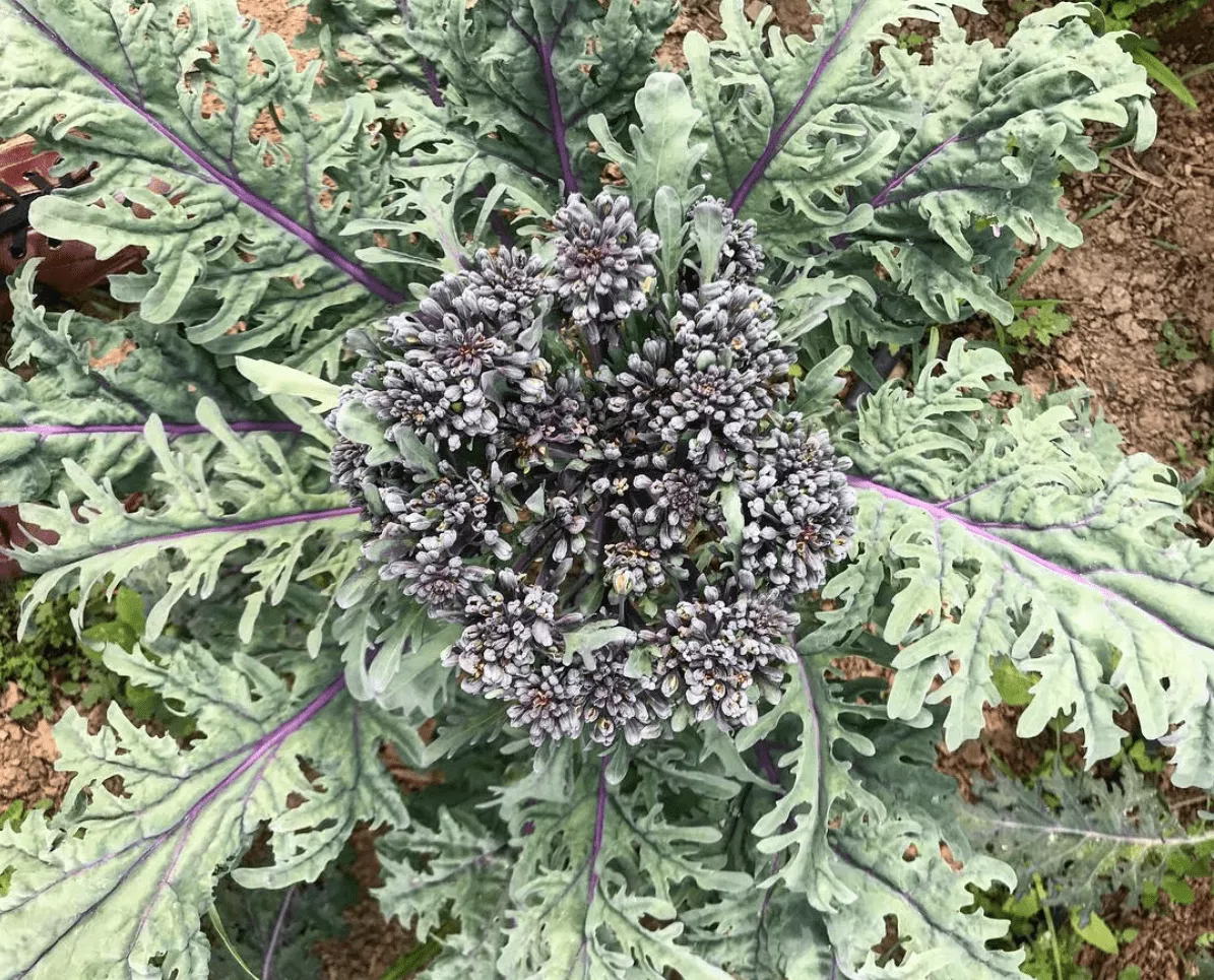 purple-peacock-broccoli Purple Peacock Broccoli