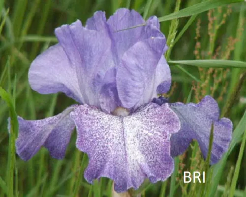 Purple Pepper