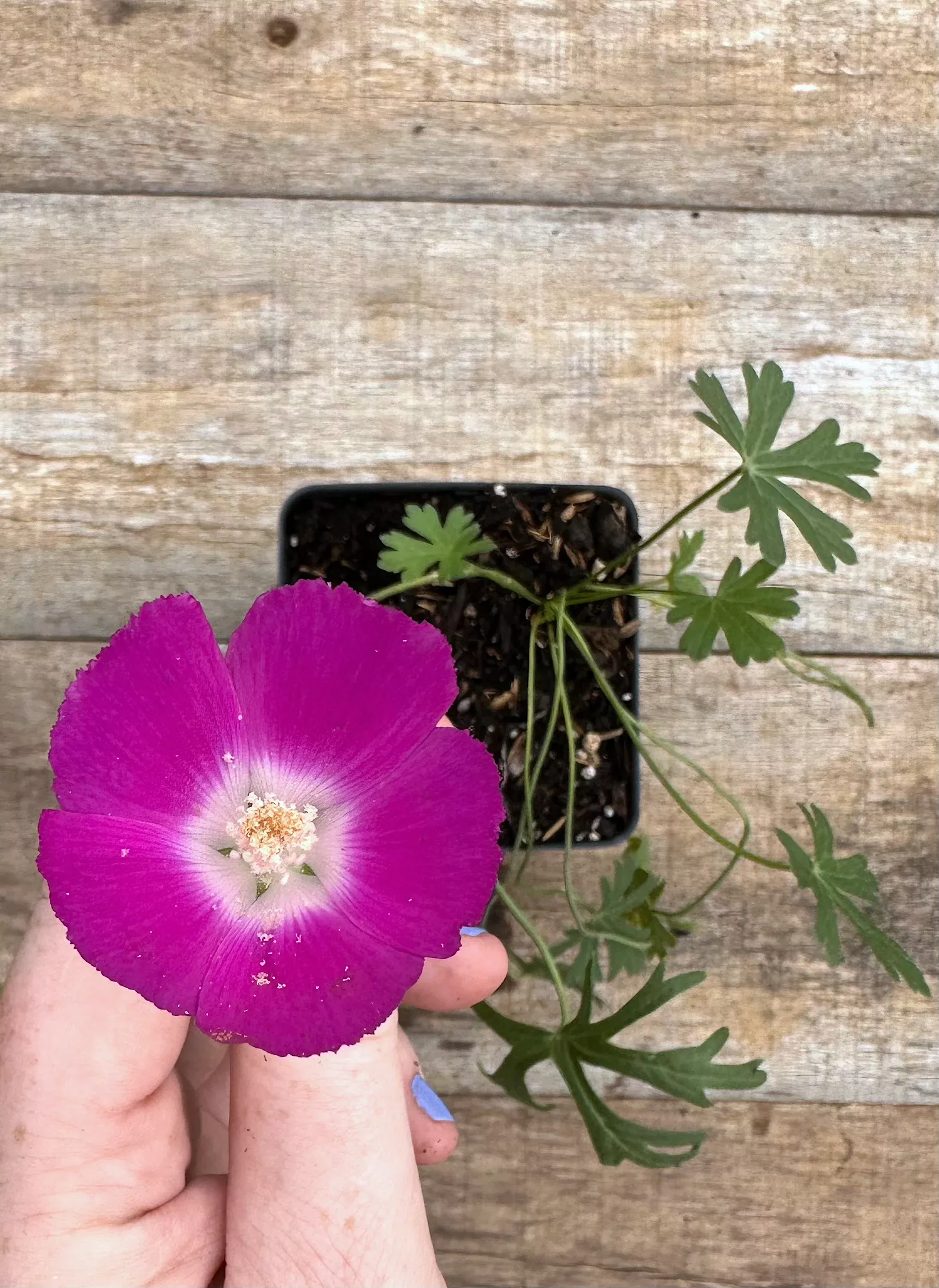 purple-poppy-mallow Purple Poppy Mallow