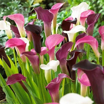 purple-rain-calla-lily-mix Purple Rain Calla Lily Mix