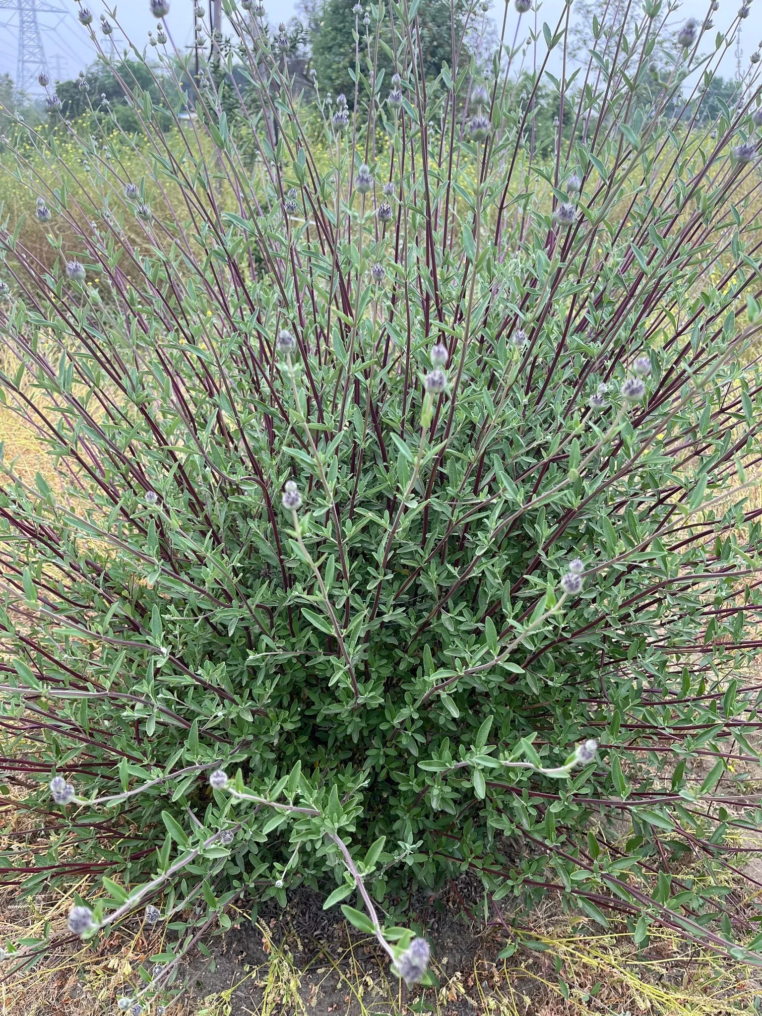 purple-sage Purple Sage