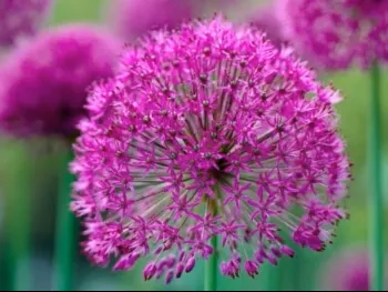 purple-sensation-8-bulbs Purple Sensation - 8 Bulbs
