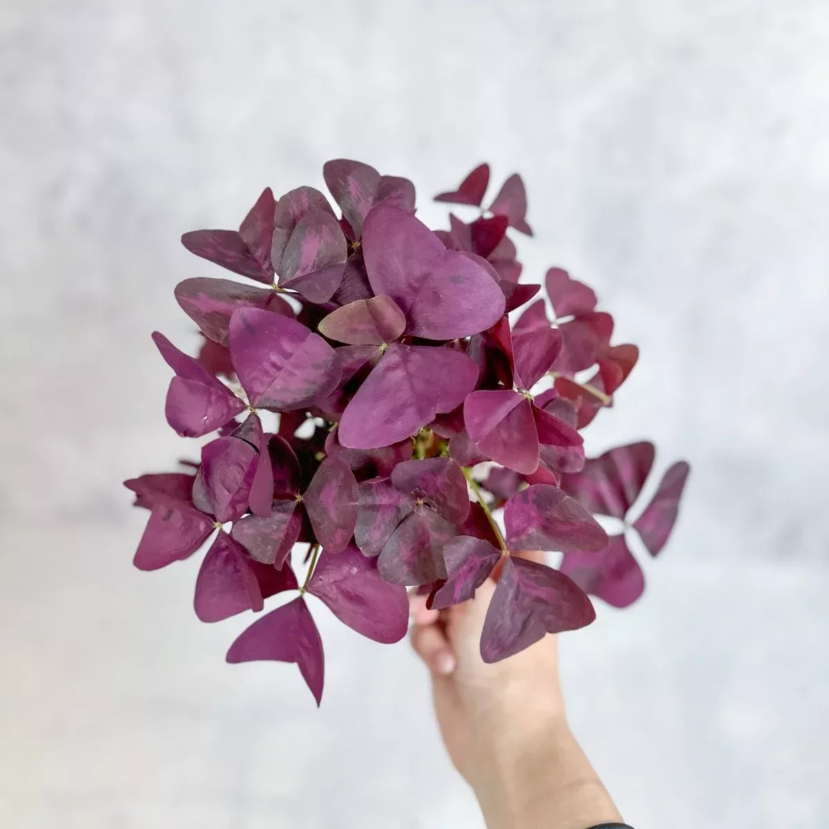 purple-shamrock-oxalis-triangularis Purple Shamrock (Oxalis triangularis)
