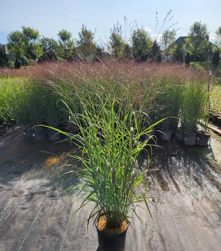 purple-tears-switch-grass Purple Tears Switch Grass