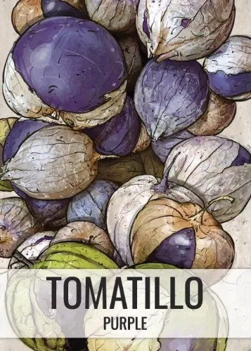 Purple Tomatillo Seeds For Planting (Physalis ixocarpa)