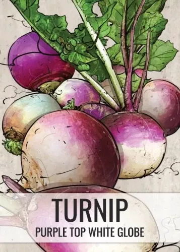Purple Top White Globe Turnip Seeds For Planting (Brassica rapa)