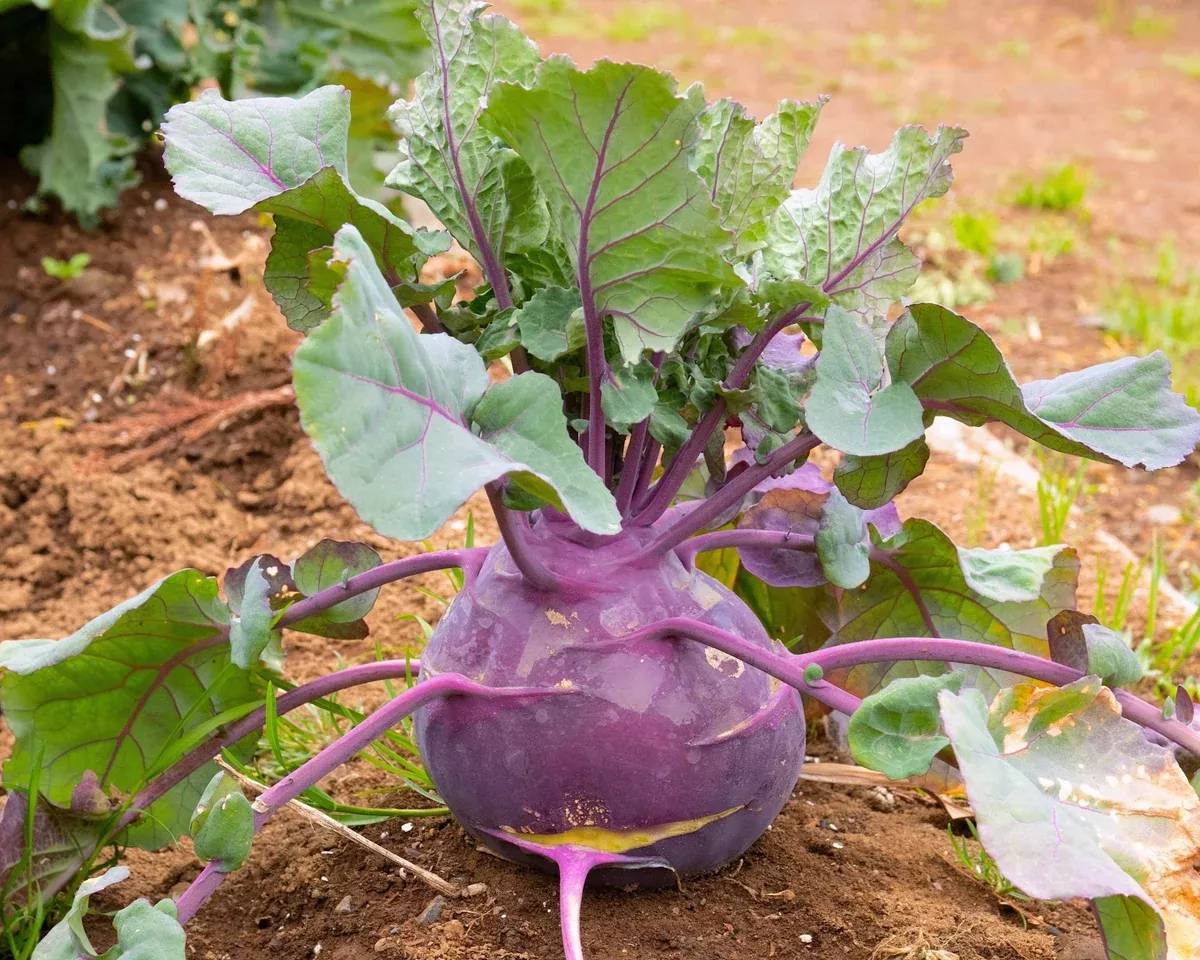 Purple Vienna Kohlrabi Seeds