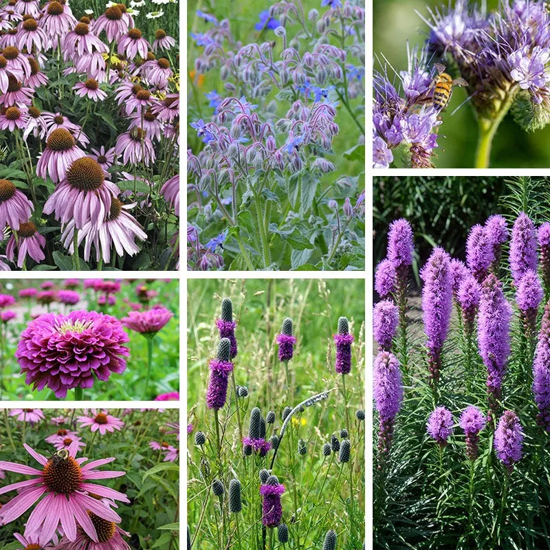 Purple Wildflower Seed Mix