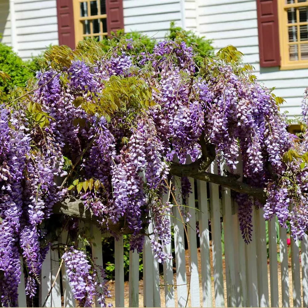 purple-wisteria-vine Purple Wisteria Vine