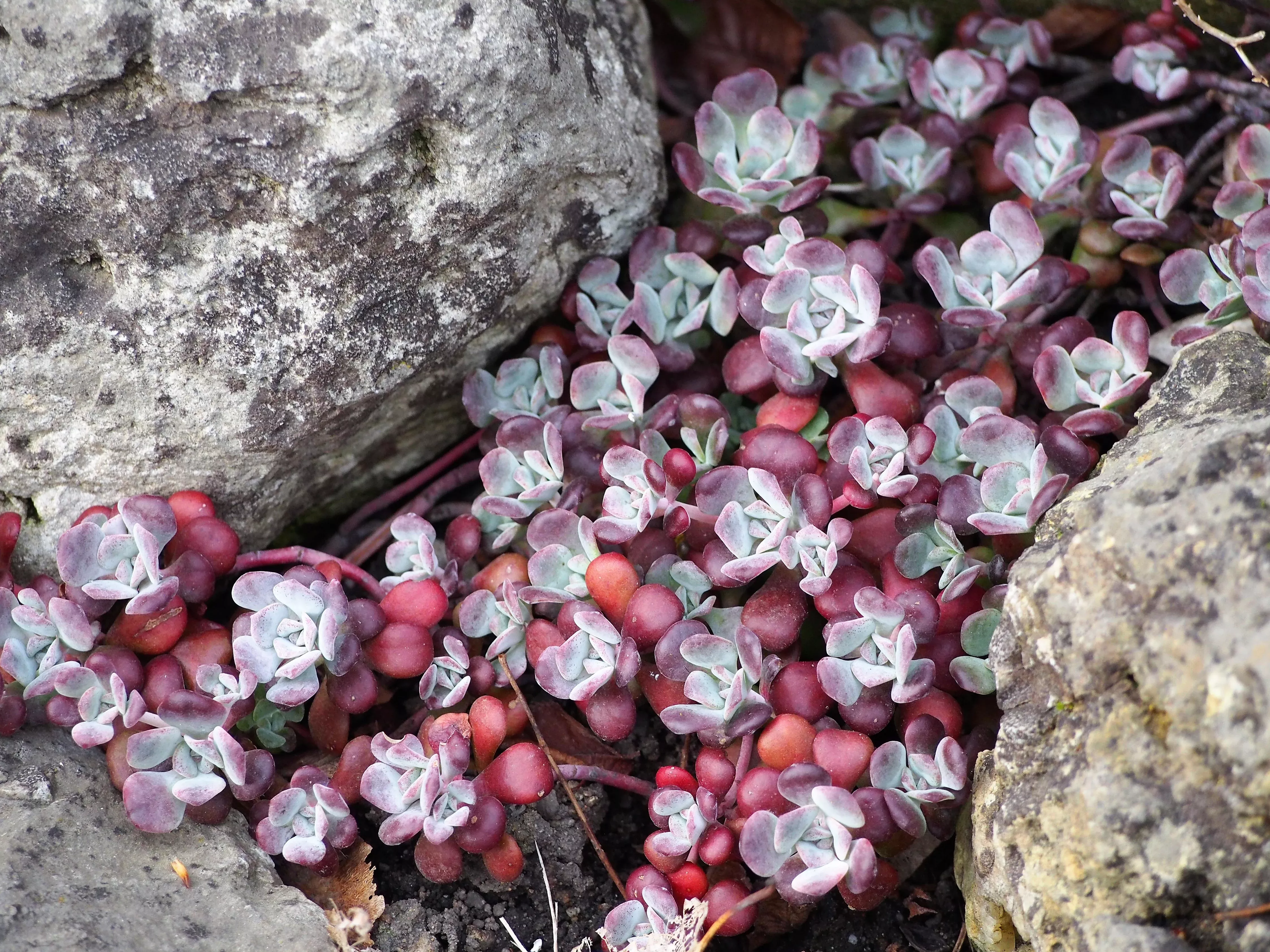 purpureum-common-stonecrop Purpureum Common Stonecrop