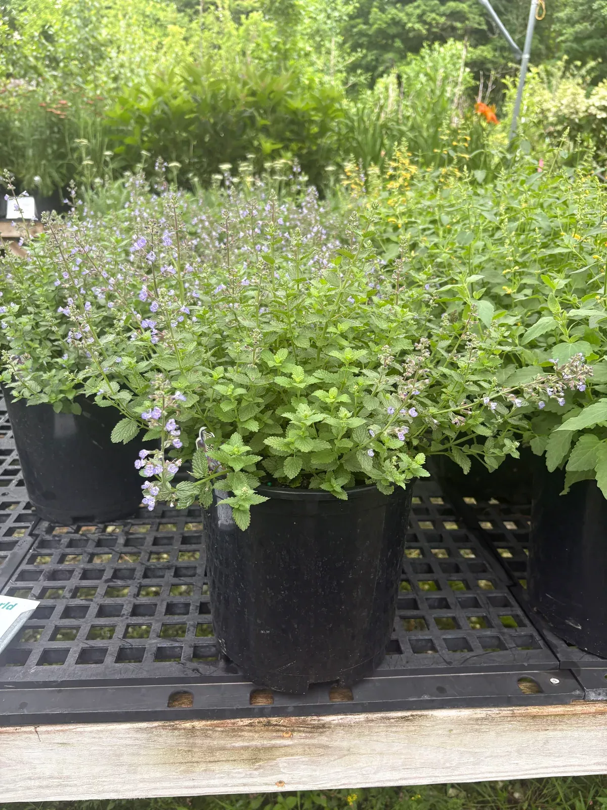 purrsian-blue-catmint Purrsian Blue Catmint