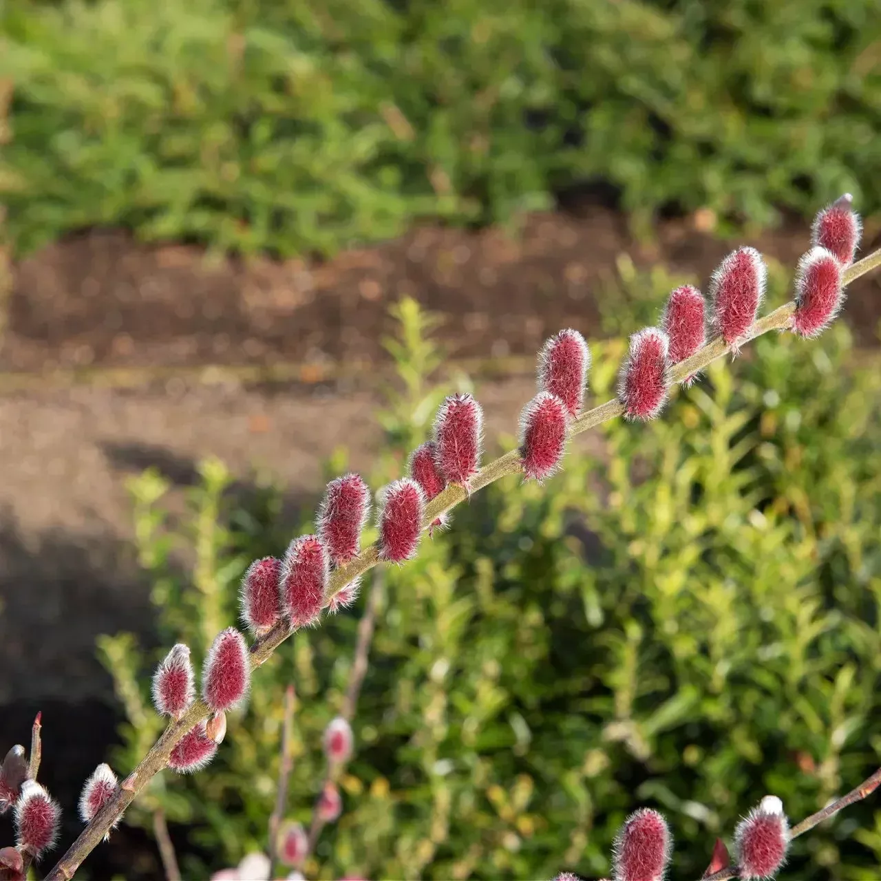 pussy-willow-live-stakes Pussy Willow Live Stakes