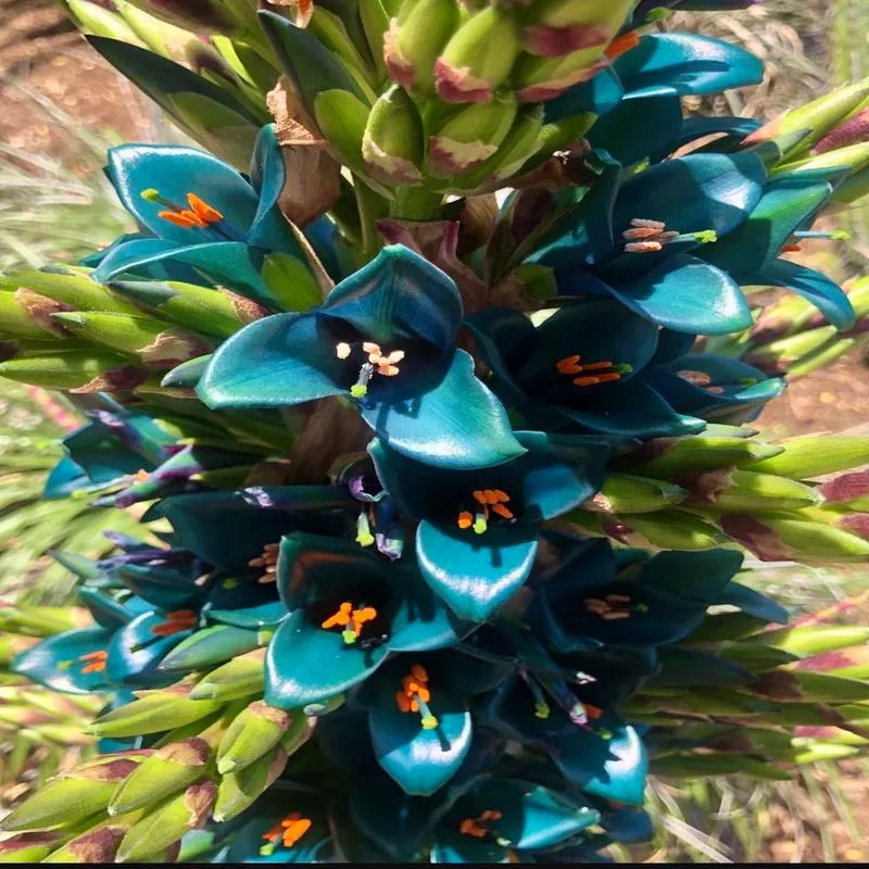 Puya alpestris