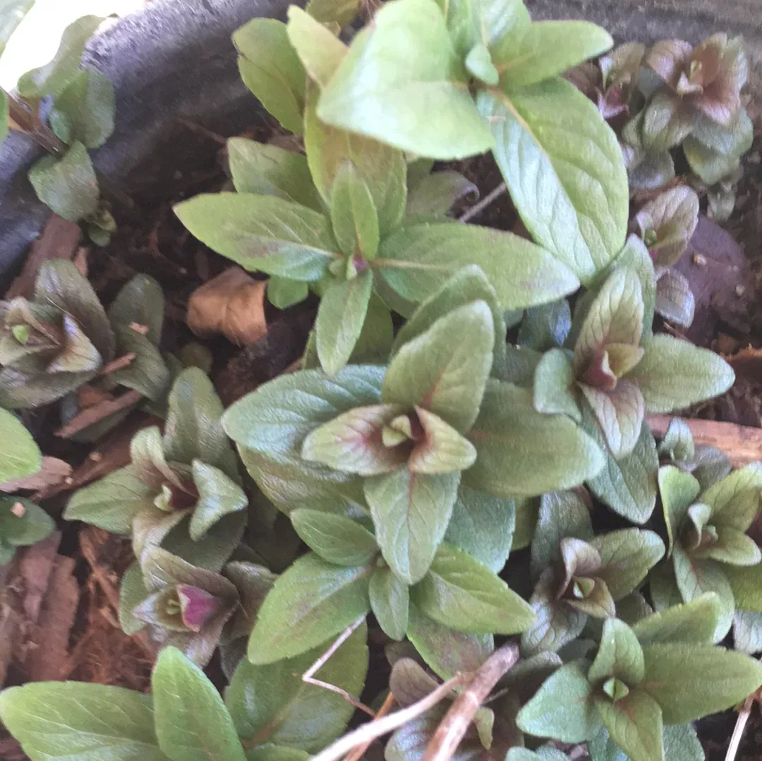 Pycnanthemum californicum Mountain Mint
