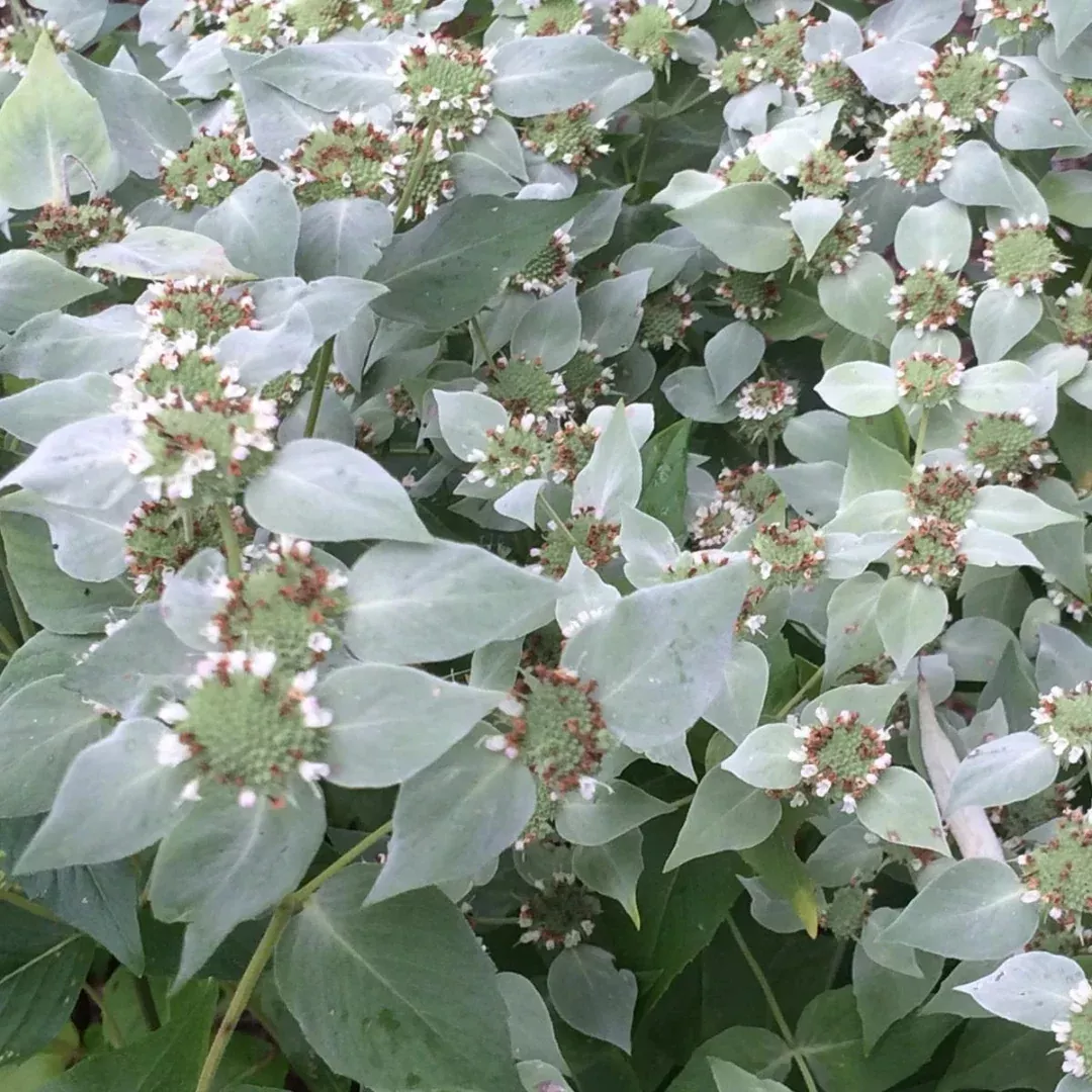 pycnanthemum-muticum Pycnanthemum muticum