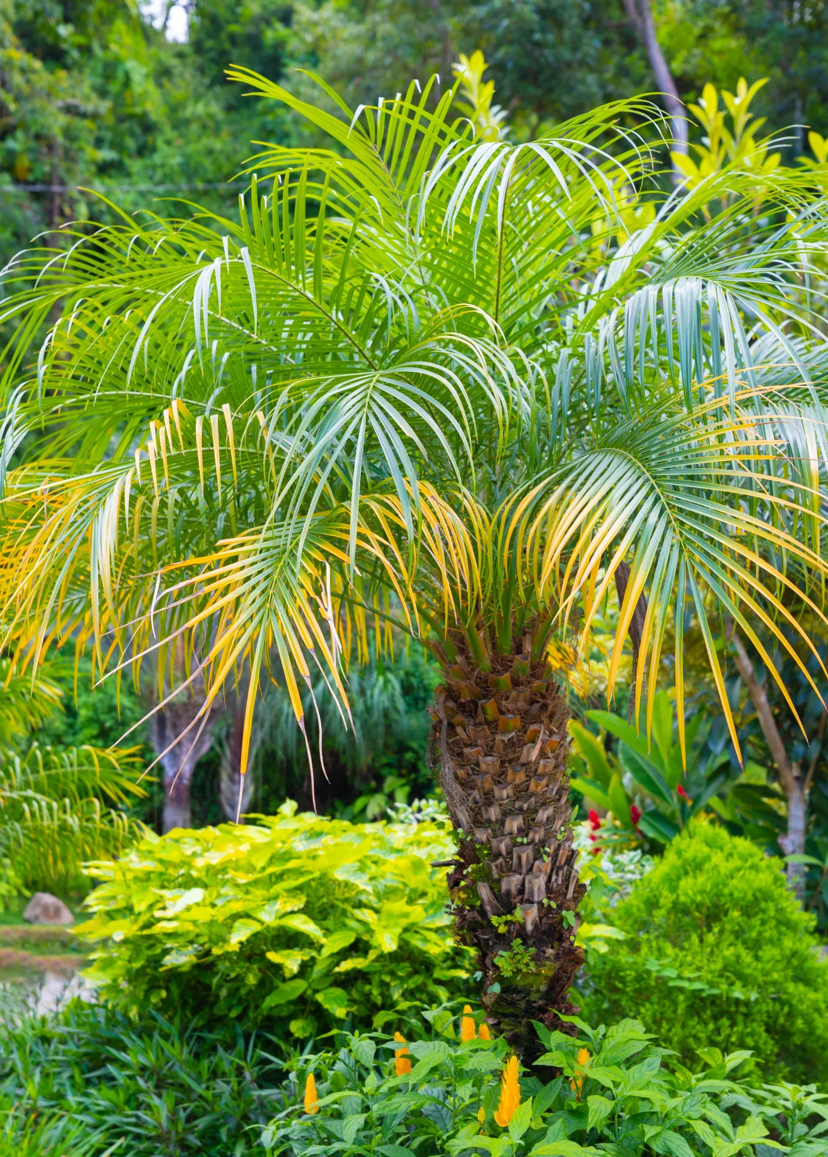 pygmy-date-palm-phoenix-roebelenii Pygmy Date Palm (Phoenix roebelenii)