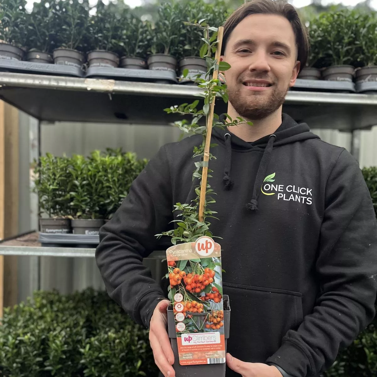 Pyracantha coccinea ‘Orange Glow’ 1L/2L – 2L