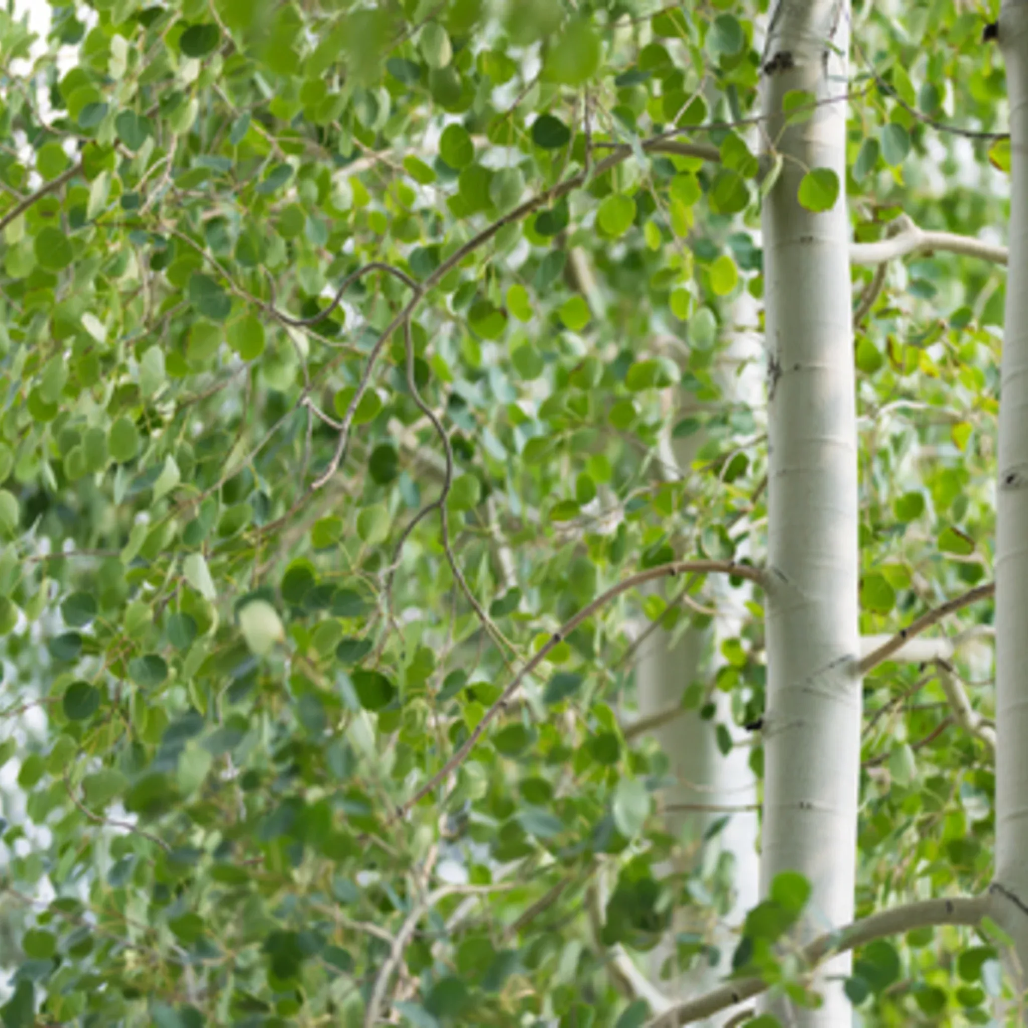 quaking-aspen Quaking Aspen