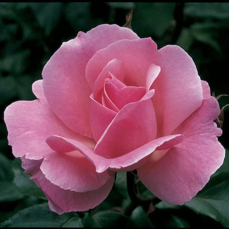 queen-elizabeth-grandiflora-rose Queen Elizabeth Grandiflora Rose