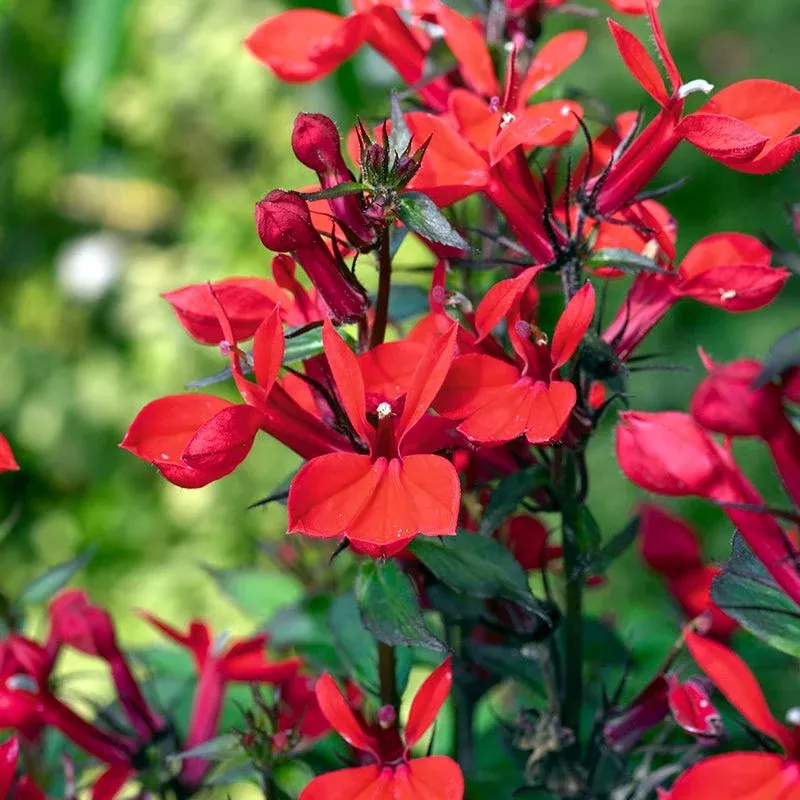 queen-victoria-lobelia Queen Victoria Lobelia