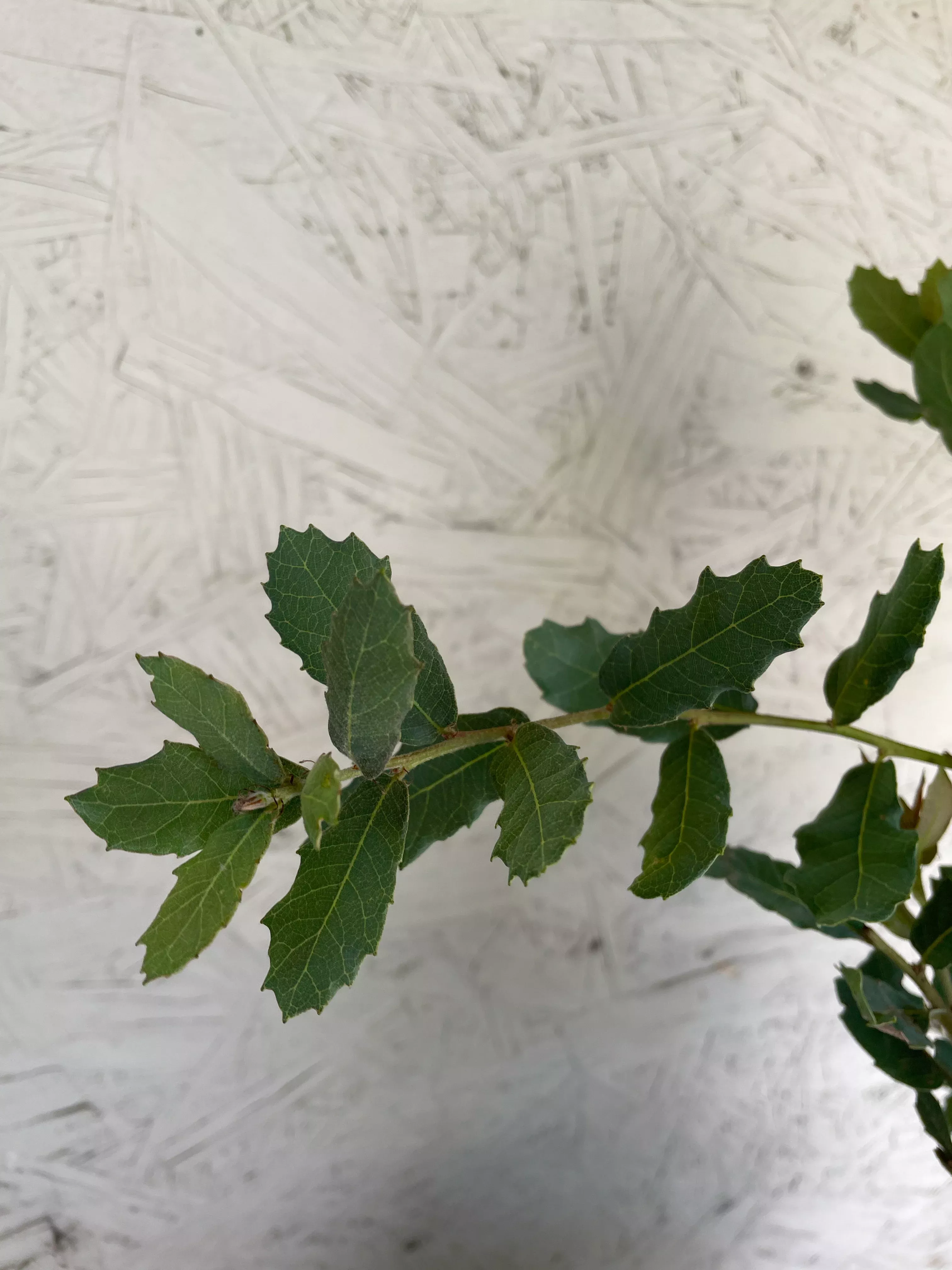 Quercus engelmannii (Engelmann Oak)