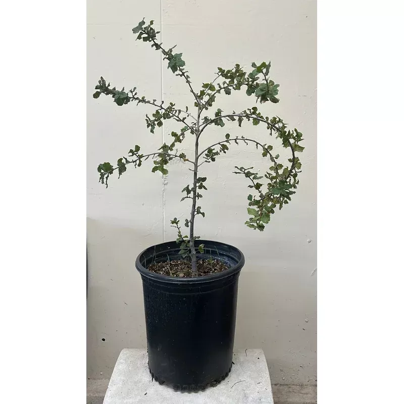 Quercus wislizenii, Interior Live Oak