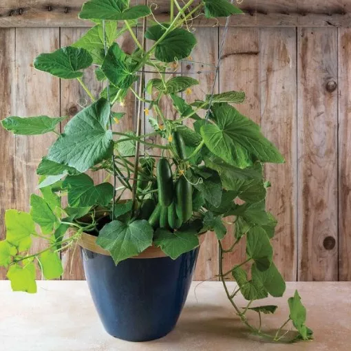 quick-snack-cucumber-seeds Quick Snack Cucumber Seeds