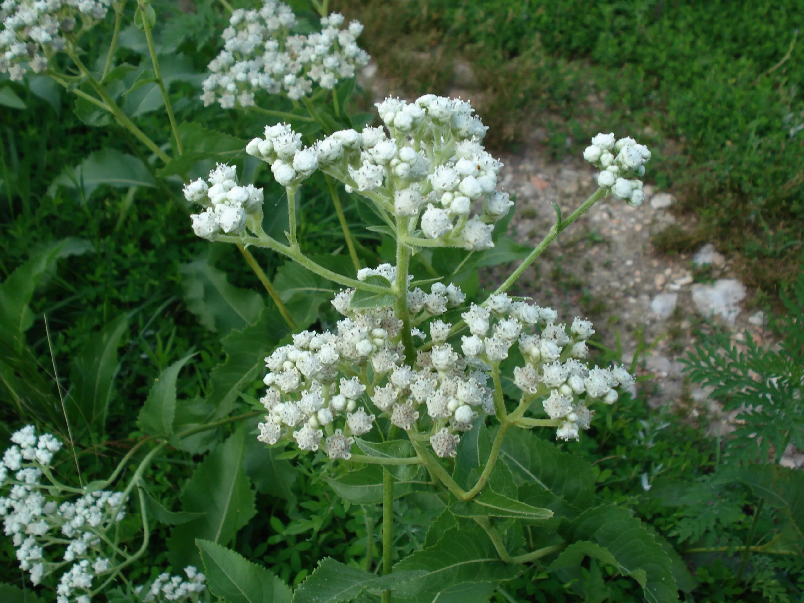 quinine-wild Quinine, Wild